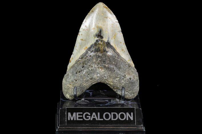 Fossil Megalodon Tooth - North Carolina #108881